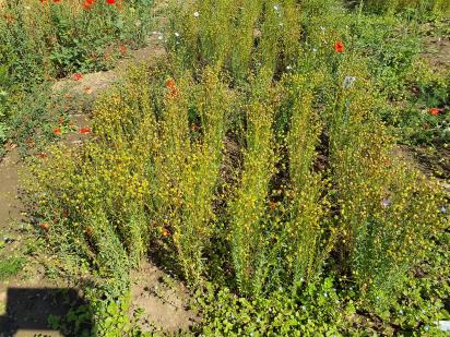 Click for 5 image(s) for this accession.